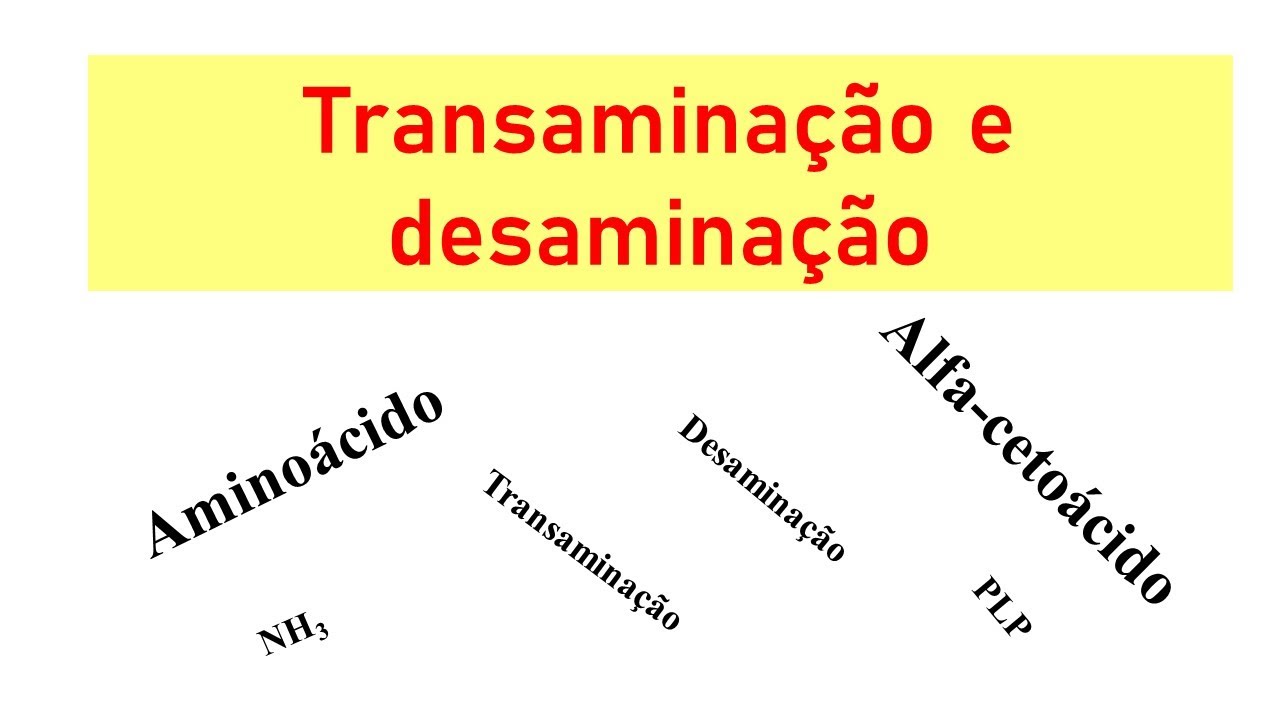 Metabolismo de aminoácidos: transaminação e desaminação