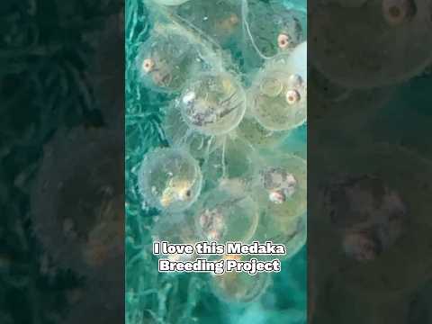 Hatching Medaka Rice Fish Eggs #bigdvsfish #medaka #medakaricefish