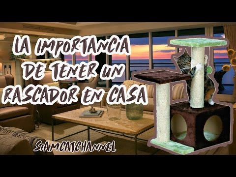 Rascadores para Gatos: 5 Razones Imprescindibles