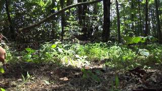 Ultimate Survival Series Part 2 : PVC Bait Stick Trap