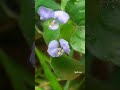 Phool Kali Chand Udit Narayan Sadhana Sargam New Status WhatsApp Status Flower Neture Video Song