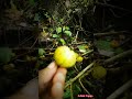 Zindagi Aisehi Chalti Hain by Hasu (Originals)|Har's Music #forest  #travel #india#shots #nature
