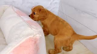 キャバリアの動画01