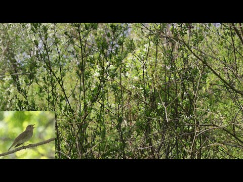 Putnu balsis: lakstīgala / Thrush nightingale song (Luscinia luscinia)