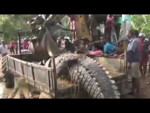 Le plus gros crocodile du monde trouver en Inde
