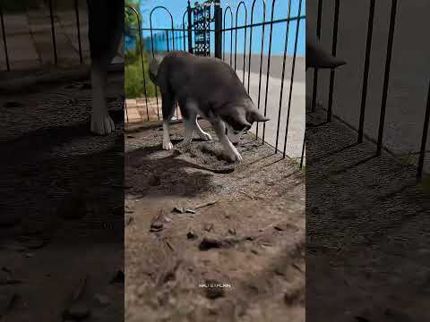 Dog Saves the Day! #SmartDog #AmazingAnimals #Shorts