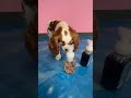 Can My Dog Make Slime