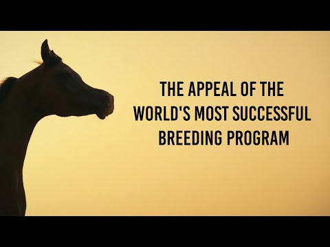 DUBAI STUD AUCTION - 2022 Aftermovie