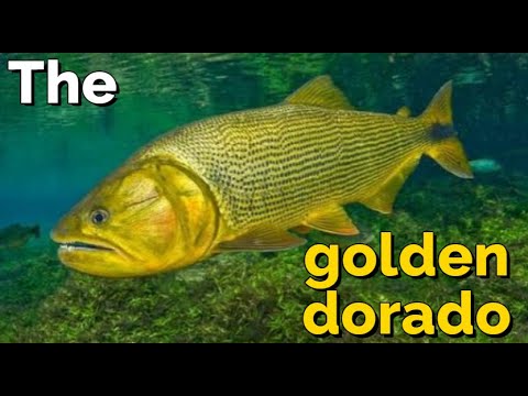 What you need to know about the golden dorado