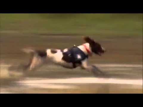 dogs 101 - springer spaniel