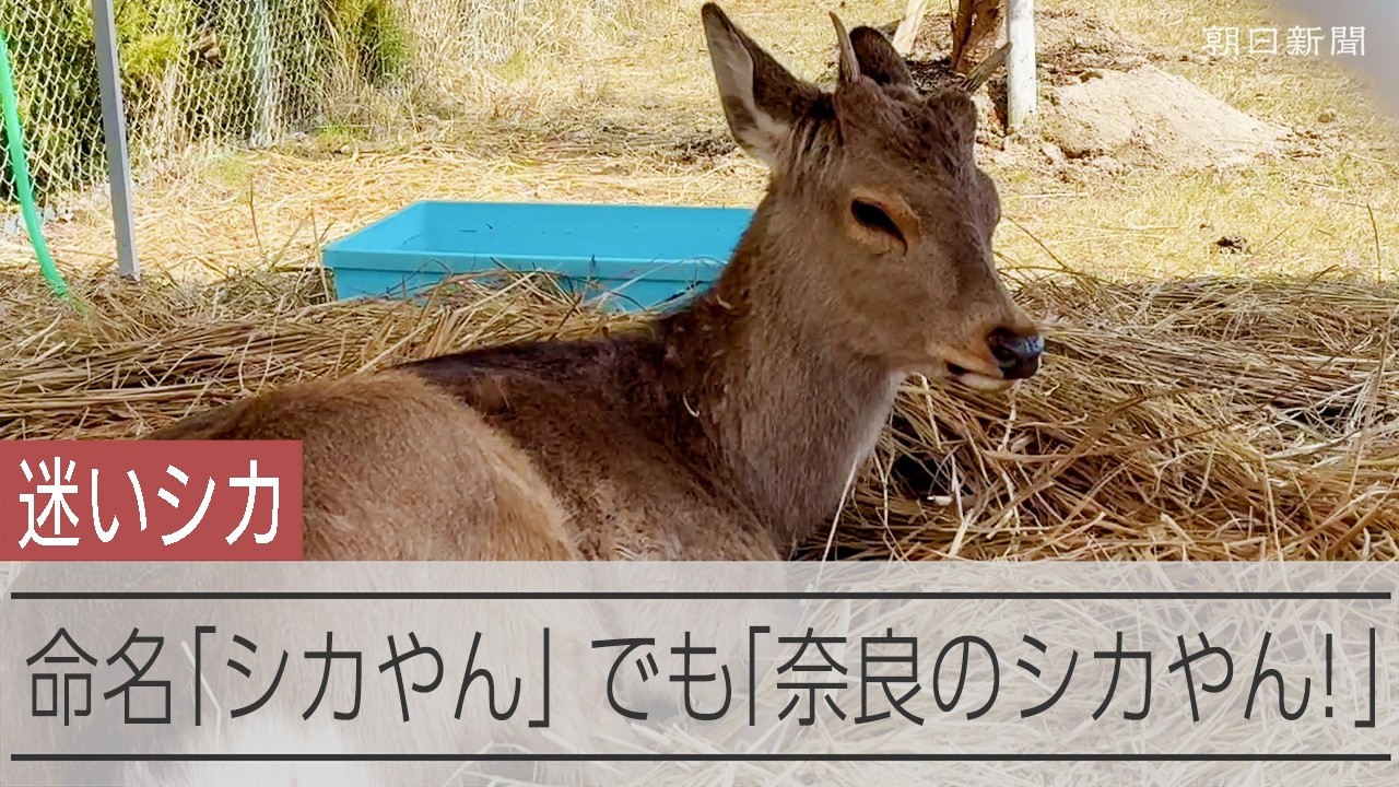 大阪の迷いシカ 吉村大阪府知事「奈良公園のシカやん！」山下奈良県知事「可能性は…」