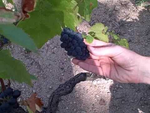 Beaujolais harvest 2009