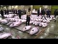 Größter Fischmarkt Der Welt Soll Umziehen