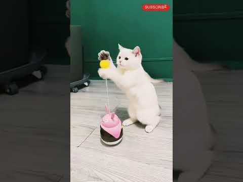 Cat fun # viral # trending #  cat video # fun