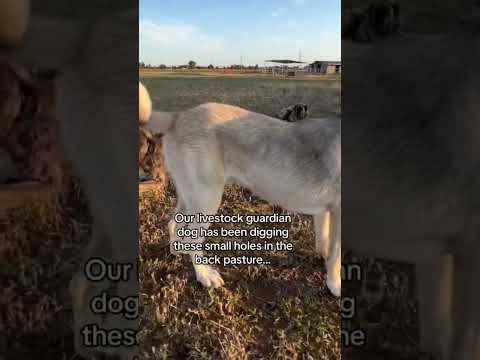 When recon cat gives orders to the livestock guardian dogs for the ultimate cover they listen..