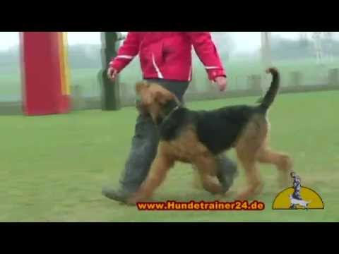 Obedience with Airedale Terrier "Arthus von Bella Donna"