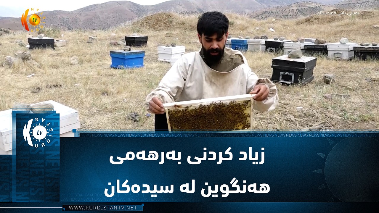 ڤیدیۆ | سیدەکان ..   گرنگی دان بە کاری هەنگەوانی و زیاد کردنی بەرهەمی هەنگوین لە ناوچەکە