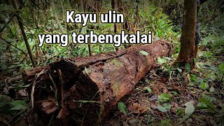 Download lagu Terbengkalai puluhan tahun. Kayu ulin sperti Emas yang legendaris...  mp3