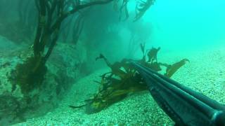 preview picture of video 'pesca submarina rolliso caleta pan de azucar chañaral'