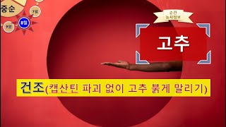 [농사정보(8월 중순)] 고추_캡산틴 파괴 없이 때깔 좋은 고추 말리기