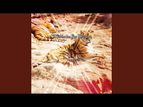 Calm Before The Dream