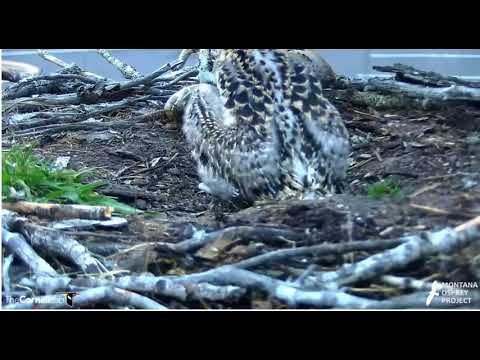Hellgate Osprey Cam- Huge Flopping Fish Delivery 07-02-28.webm