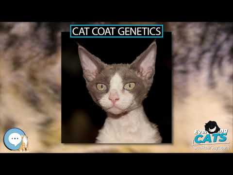 Cat coat genetics 🐱🦁🐯 EVERYTHING CATS 🐯🦁🐱