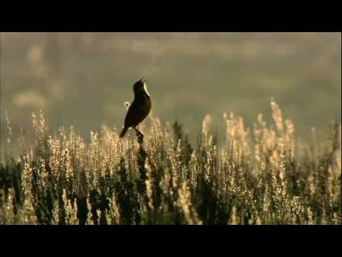 Allah is Aj-Jameel (the Most Beautiful)