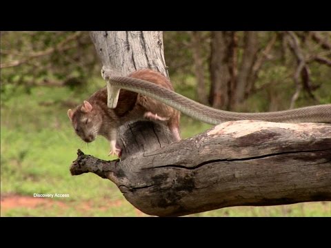 Black Mamba Venom Can Kill Up to 25 Humans