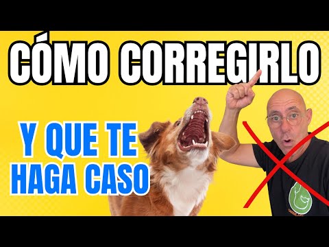 Cómo CORREGIR o REGAÑAR PERRO y que se PORTE BIEN (el error que estás cometiendo)