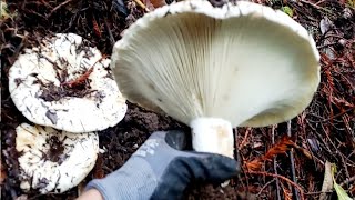 เห็ดครกยักษ์ใหญ่เป็นจานดาวเทียมเลย 8/2/22