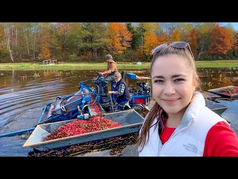 , title : 'Wet Cranberry Harvest 2021'