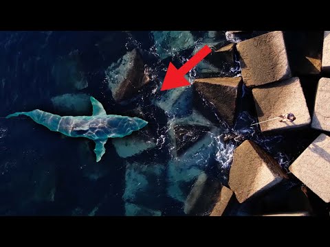 Dieser Fisch ist extrem gefährlich!