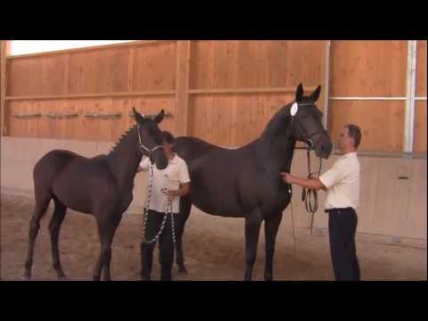 Räubernacht v. Lossow Siegerfohlen bayrisches Fohlenchampionat 2012