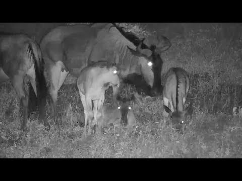 Djuma: Wildebeests - 23:55 - 01/18/2020