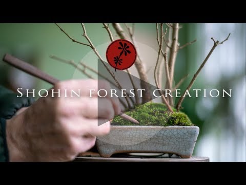 Creating a shohin bonsai forest