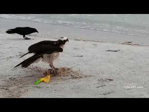 Fish too big for Osprey to fly