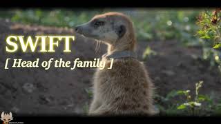 【Meerkat Manor: Rise of the Dynasty】「Meet The Whiskers」 → Fan-made Intro  ᴴᴰ