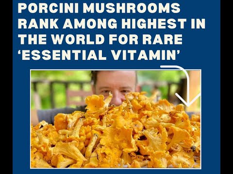 Porcini Mushrooms Rank Among Highest in the World for Rare ‘Essential Vitamin’