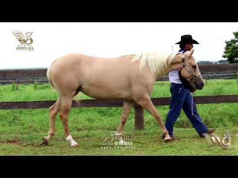 41   PRETTYHOLLYWOOD DKT