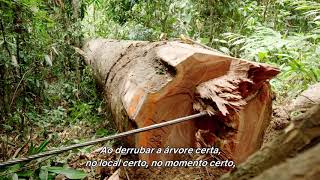 Miniatura do vídeo