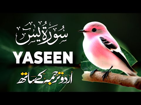 Surah Yaseen Urdu Tarjuma ke Sath | Peaceful Recitation | Episode - 586
