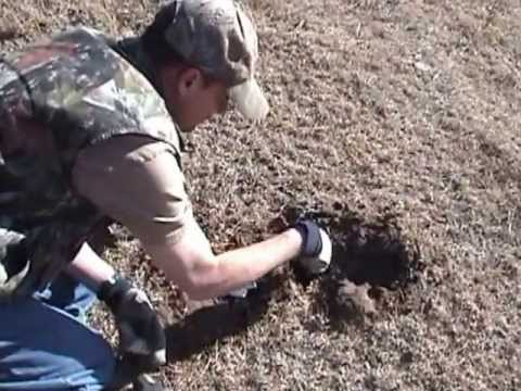 download lagu mp3 mp4 June Coyote, download lagu June Coyote gratis, unduh video klip June Coyote