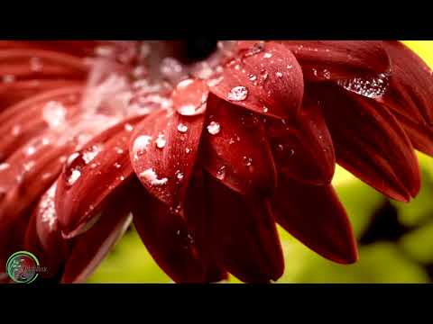 Soothing Piano Rain Sounds for Sleep, Study, Relaxation