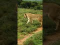 Lioness Video Lion Wild Animal Wild Life Animal Videos Shorts