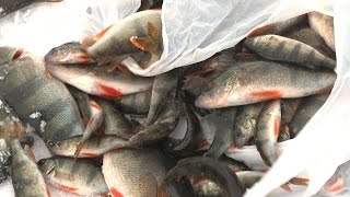 Ловля леща зимой в саратовской области