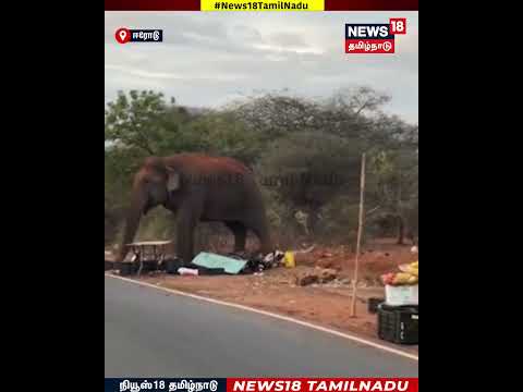 Elephant | விவசாயிகளை விரட்டி விட்டு சாலையோர பழக்கடையை சூறையாடிய காட்டு யானை.. | N18S