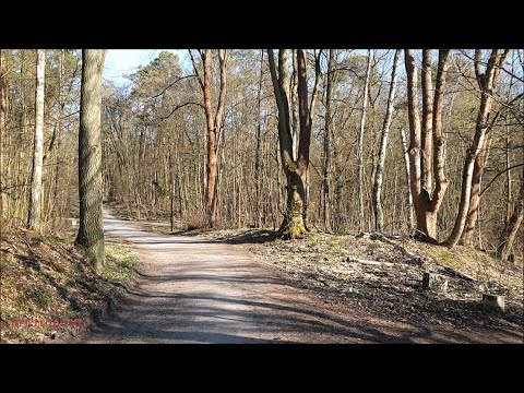 Into The Woods, Berlin, 2020.04.06