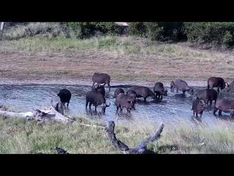 Djuma: Large Buffalo herd comes to the dam - 17:22 - 01/26/2023