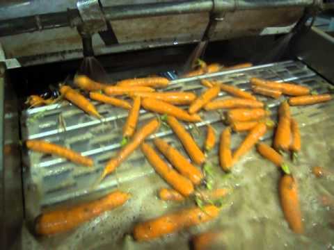 Линия по переработке моркови и огурцов заказать в России | ООО БЕСТЕК-Инжиниринг